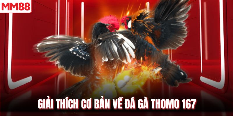 Giải thích cơ bản về đá gà Thomo 167