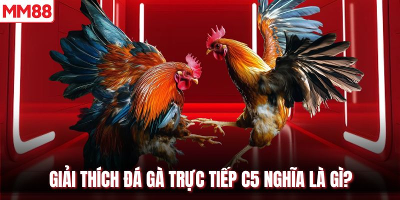 Giải thích đá gà trực tiếp C5 nghĩa là gì?