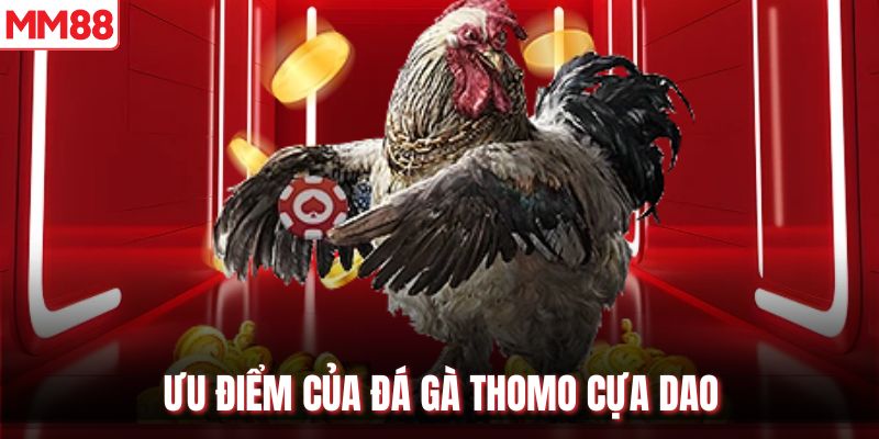 Ưu điểm của đá gà Thomo cựa dao